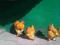 Cochin olbrzymi żółty jaja lęgowe jajka złoty wys