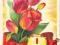 tulipany, 1 maja