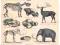 Rycina 58 z 1886 roku - zwierzęta kopalne