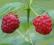Aromat NATURALNY spożywczy - MALINA - raspberry