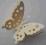 trinket_tt MOTYL AŻUROWY(2) MOTYLEK 3D KREM. 2szt