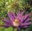 Clematis botaniczny Violet Pink pełny HIT CUDO
