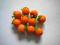Mini miniaturowe owoce pomarańcza
