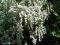 Tawuła Van Houte`a - bardzo dekoracyjny krzew