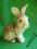 Porcelanowy zajac, królik