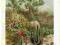 Chromolitografia Rośliny Kaktusy Flora z 1897 WAWA