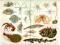 Chromolitografia Zwierzęta morskie z 1895 WAWA
