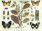 Litografia Owady Mimikry Motyle z 1896 WAWA