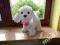 FISHER PRICE PUPPY GROWS PIESEK-ROSNIE MOWI