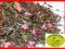 SENCHA CZERWONE SERDUSZKO - HERBATA ZIELONA 50 g
