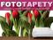 FOTOTAPETA FOTOTAPETY 208CMX160CM TULIPANY NOWOŚĆ!