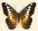 Motyl w gablotce Parthenos sylvia