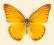 Motyl w gablotce Appias nero