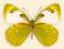 Motyl w gablotce Delias apoensis