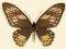 Motyl w gablotce Ornithoptera priamus - samica