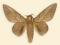 Motyl w gablotce Citioica anthonillis