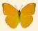 Motyl w gablotce Phoebis argante