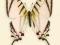 Motyl w gablotce Eurytides protesilaus