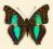 Motyl w gablotce Doxocopa cherubina