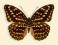 Motyl w gablotce Lexias pardalis -samica