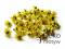 *dekomotyw* Kwiatki rumianki żółte mini 100 szt.