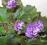 fiołek ukorzeniony odrost French Lilac