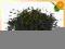 Herbata czarna Golden Yunnan FOP 100 g