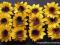 *mojedekorowanie*Słoneczniki mega komplet 12szt