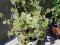 Pelargonia - kolorowe liście- sadzonka