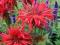 Monarda didima - czerwone kosmiczne kwiatki