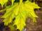 Klon PRINCETON GOLD, piękna roślina - 180 cm!