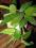 Hoya carnosa duża