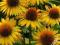 Echinacea Maui Sunshine - zakwitnie w tym roku