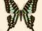 Motyl w gablotce Graphium policenes