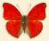 Motyl w gablotce Cymothoe sangaris