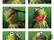 Plakat plakaty The Muppet Show Kermit The Frog