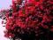 Lagerstroemia Petite Red - kwitnie ponad 100 dni