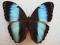 motyl Morpho achilles ssp. A1 okazja BCM