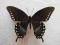 motyl Papilio troilus A1 rzadko oferowany!!!