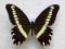 motyl Papilio mechowi A1 okazja BCM