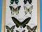 motyl motyle w gablotce Papilio paris, P.androcles