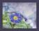 Fioletowe prymule -akwarela 18x24 kwiaty Gal.Astry