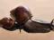 Achatina fulica - ślimaki afrykańskie