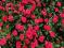 Róża Miniaturowa Czerwona Rarytas P9