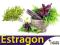 Zdrowy Estragon Artemisia dracunculus NASIONA ZIÓŁ