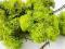 CHROBOTEK RENIFEROWY 10 gram mech jasna zieleń