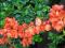 Pigwowiec Japoński piękne kwiaty i owoce 20 nasion