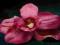 orchidea-storczyk stroik do wlosów na wsuwce kwiat