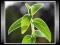Mięta Górska (Pycnanthemum Pilosum) Nasiona