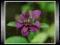 Pysznogłówka Cytrynowa (Monarda Citriodora)Nasiona